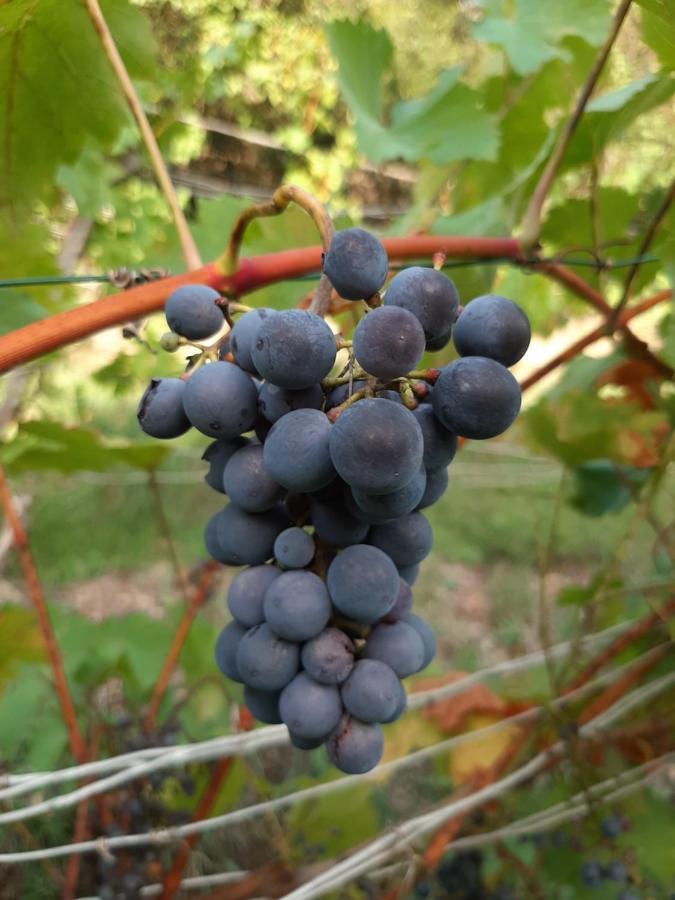 Ferienhaus Elbsommer Am Weinberg II Майсен Екстериор снимка